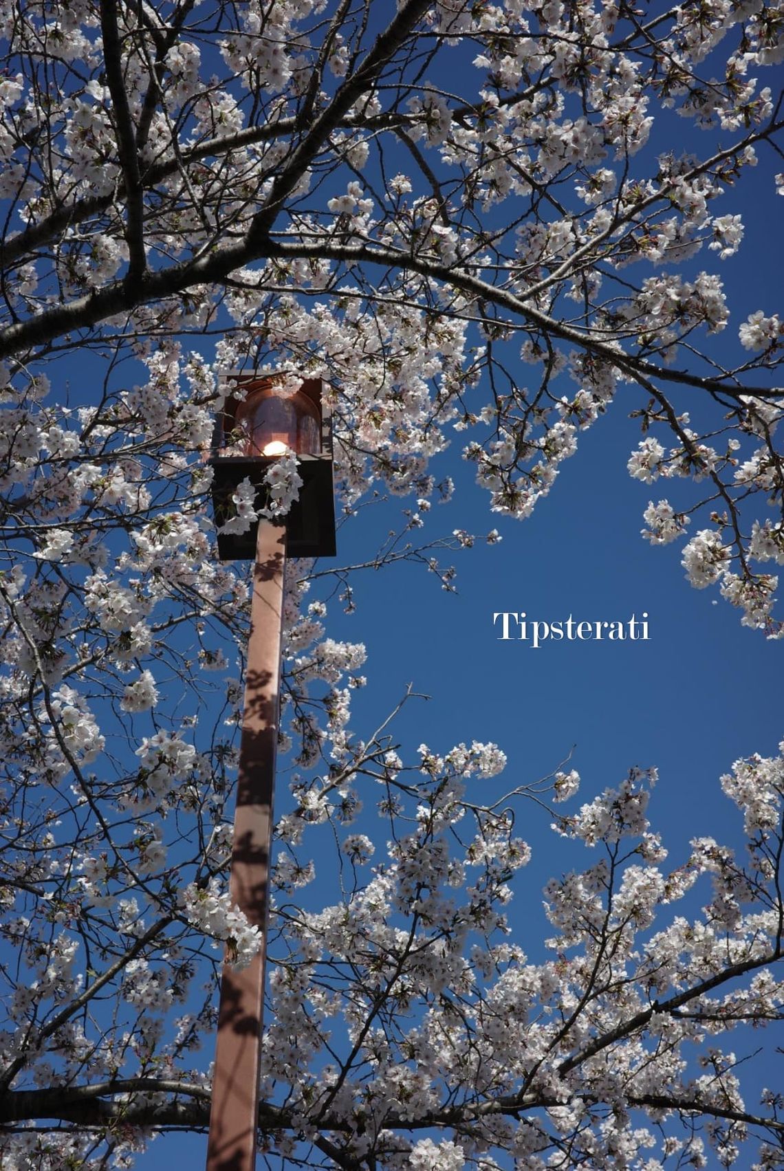 A street lamp is entangled with the blooms of a sakura tree. 