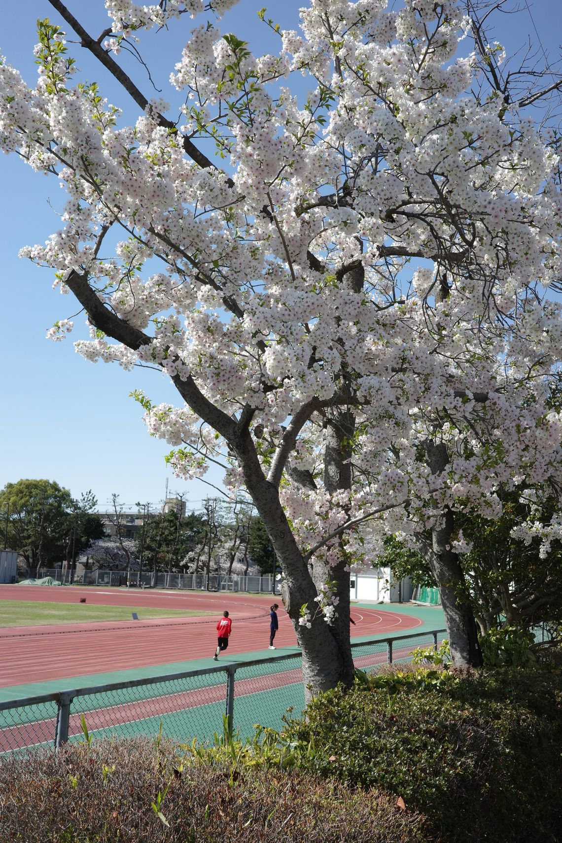 A sakura tree in full bloom by a running track with 2 figures in the distance.