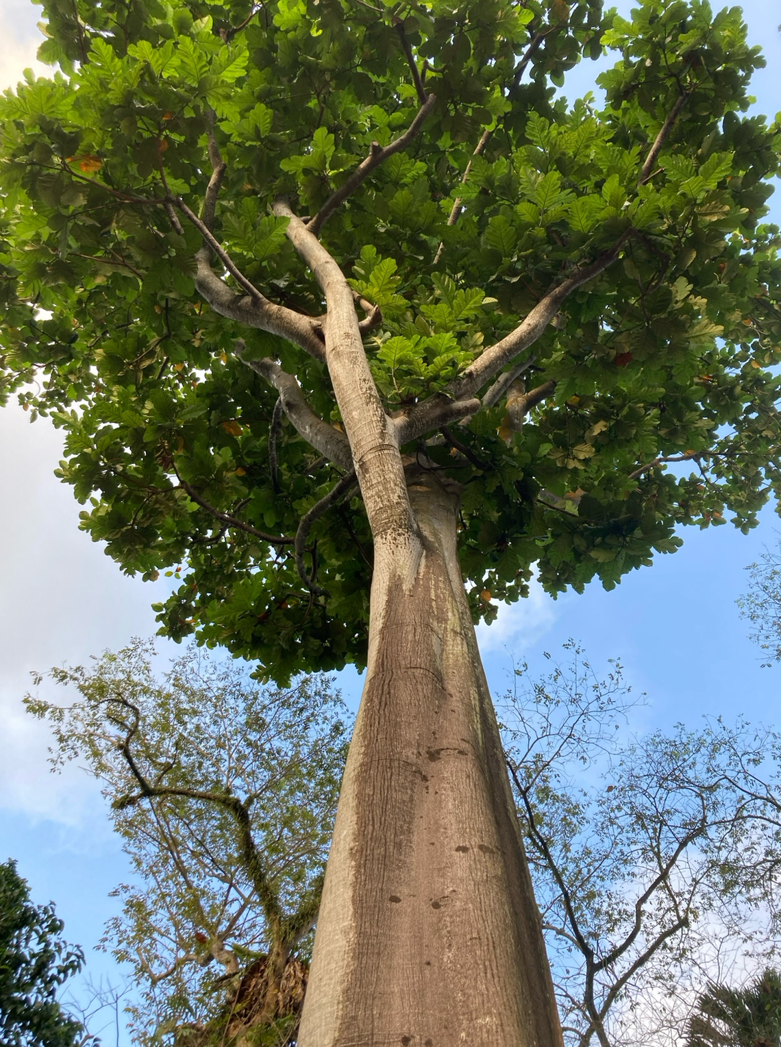 We are looking upward at the trunk of a tall tree and towards its crown.