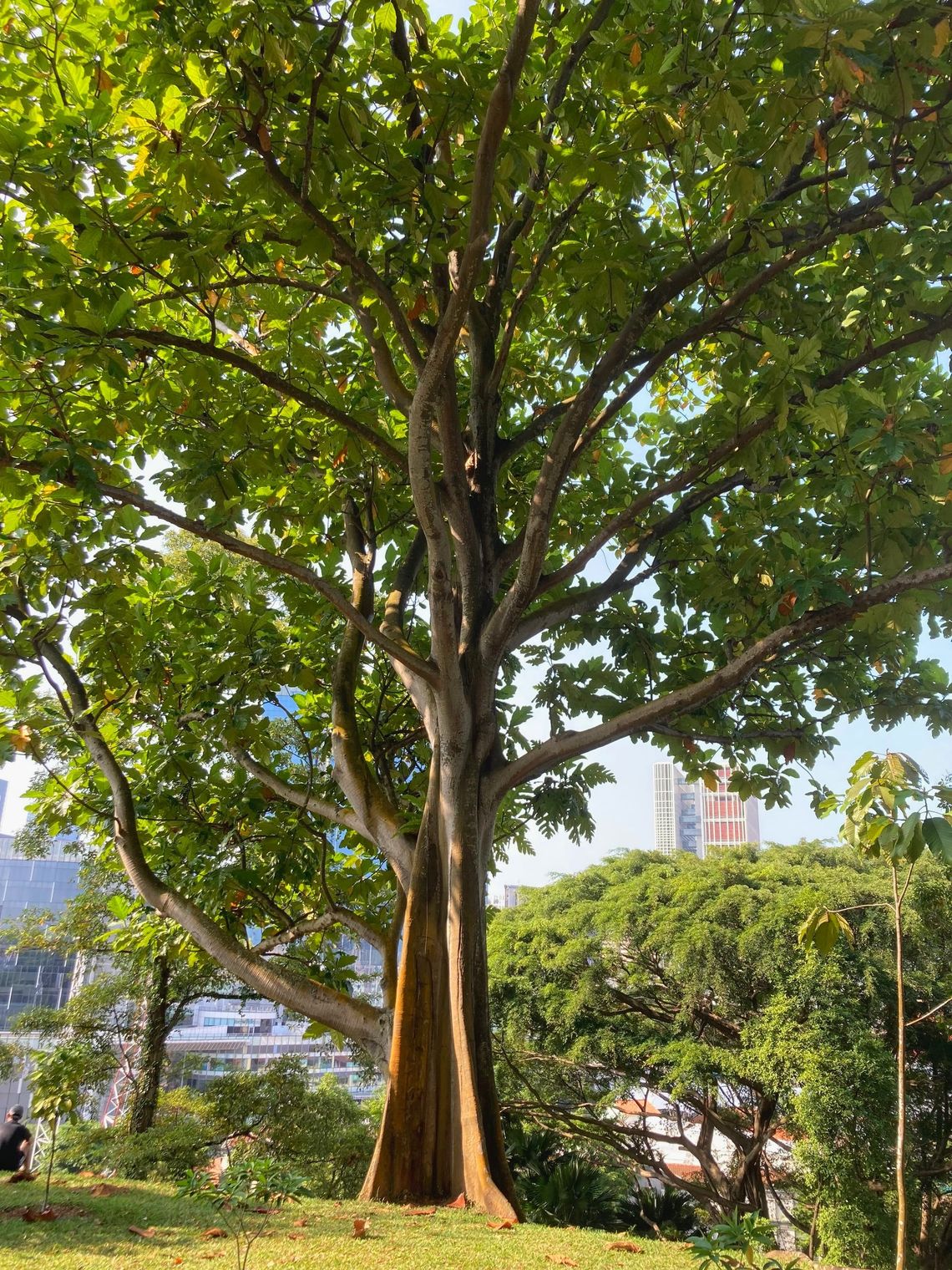 A tall tree in the golden afternoon sun with buildings in the distance.