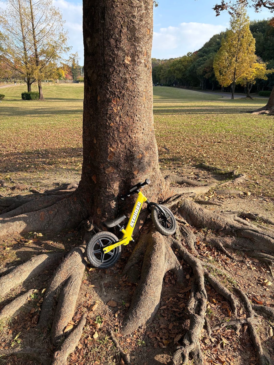 A yellow child's bicycle sits nestled amongst tree roots.