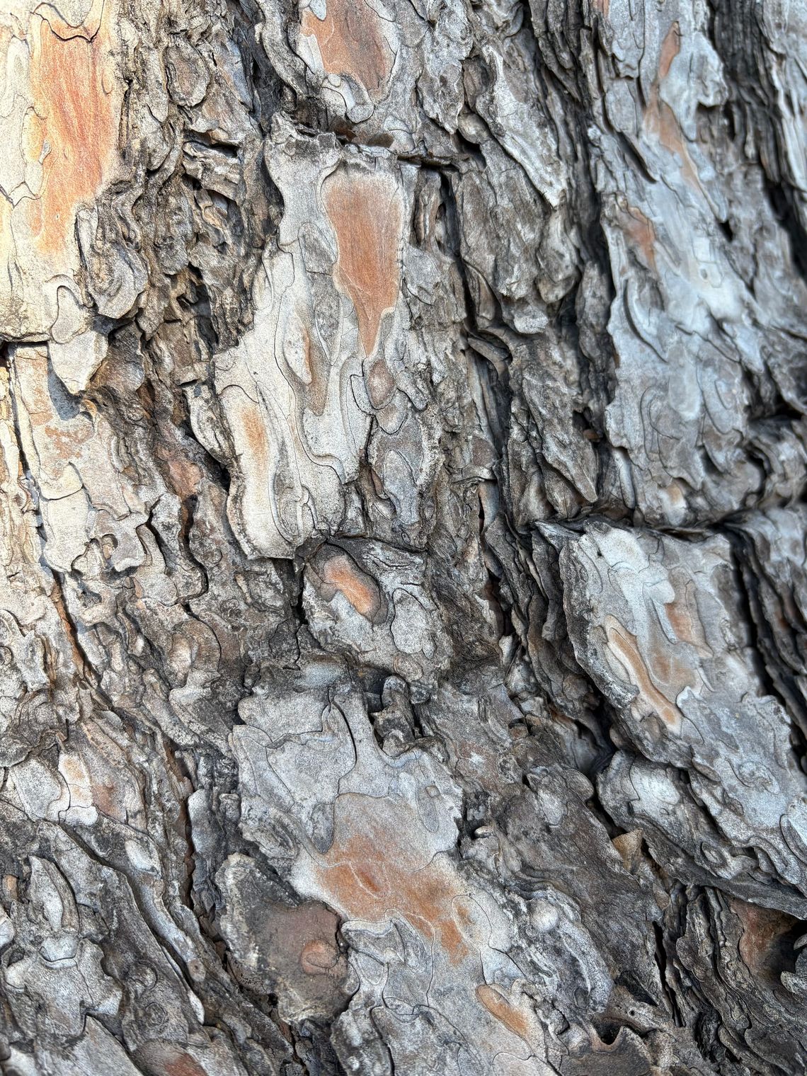 Tree Bark