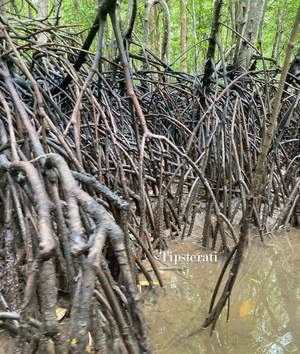 Mangrove Explorations