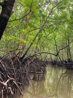 Mangrove Forests