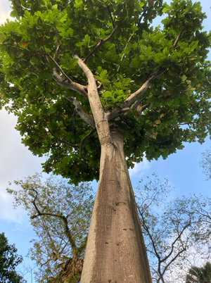 One for the Tree Lovers (Singapore edition)