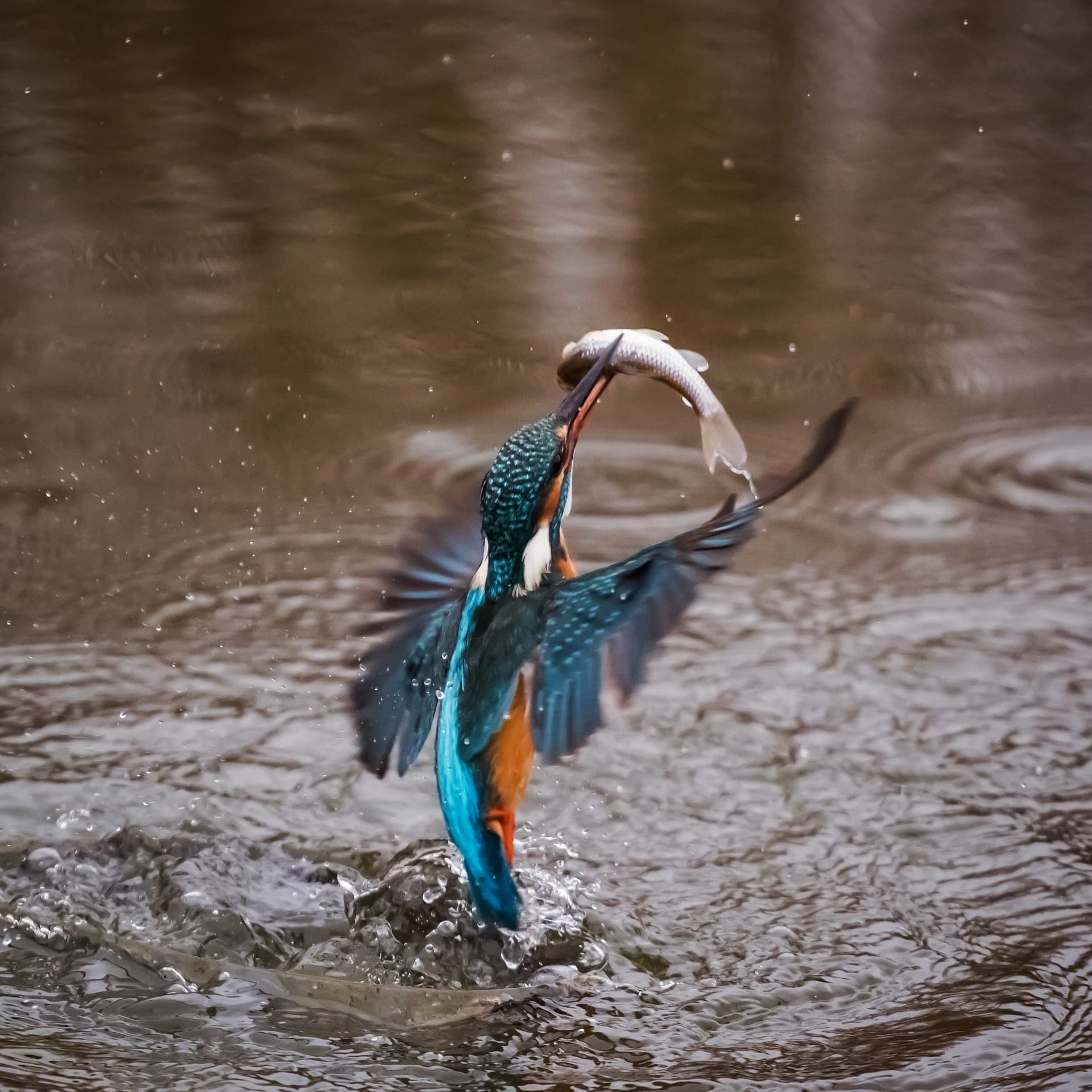 Alcedo
