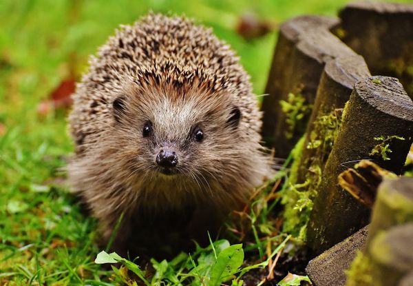 The hedgehog knows one big thing