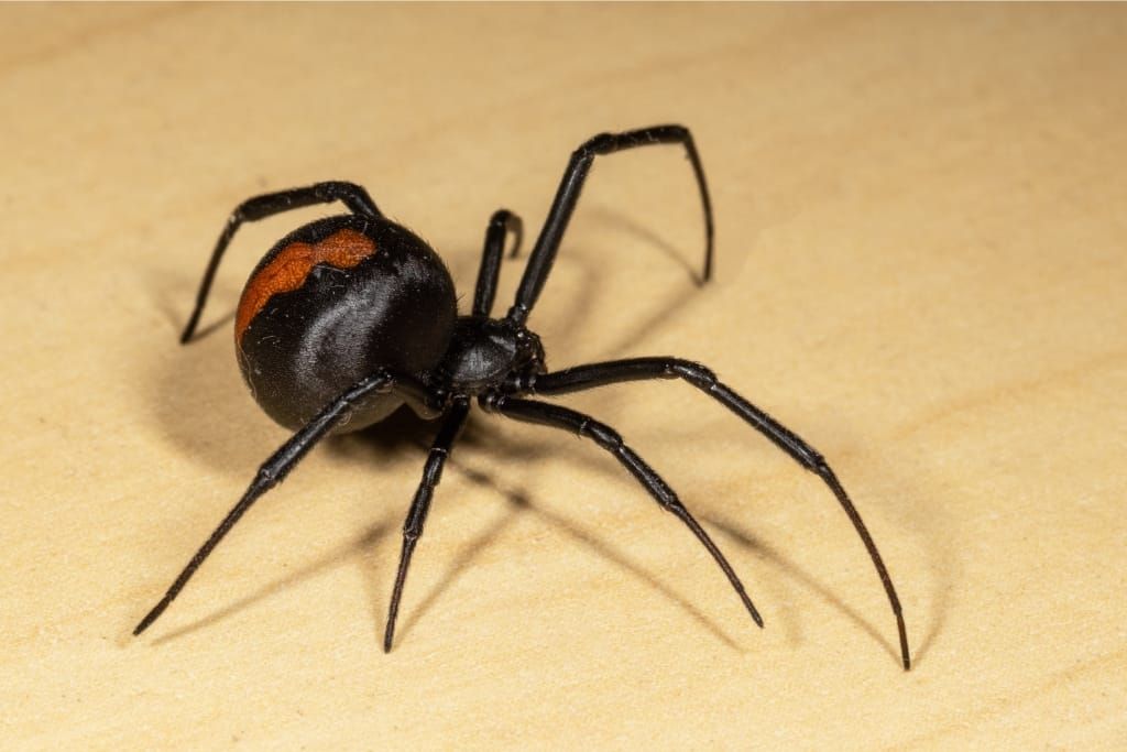 How To Get Rid Of Spiders In The Garage