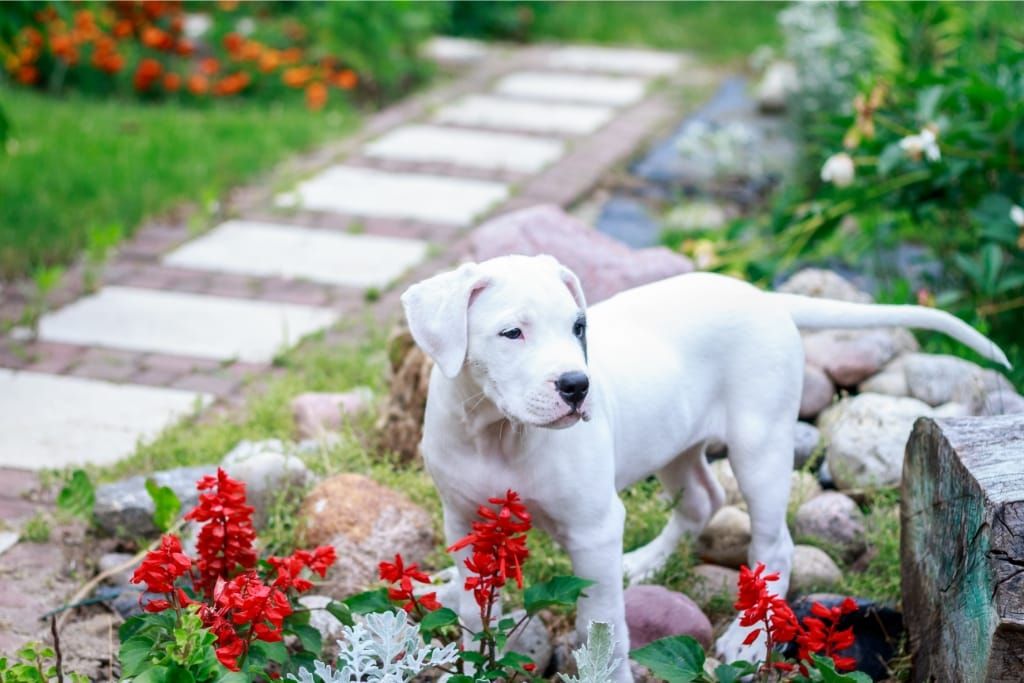 How To Keep Your Dog Out Of Your Garden