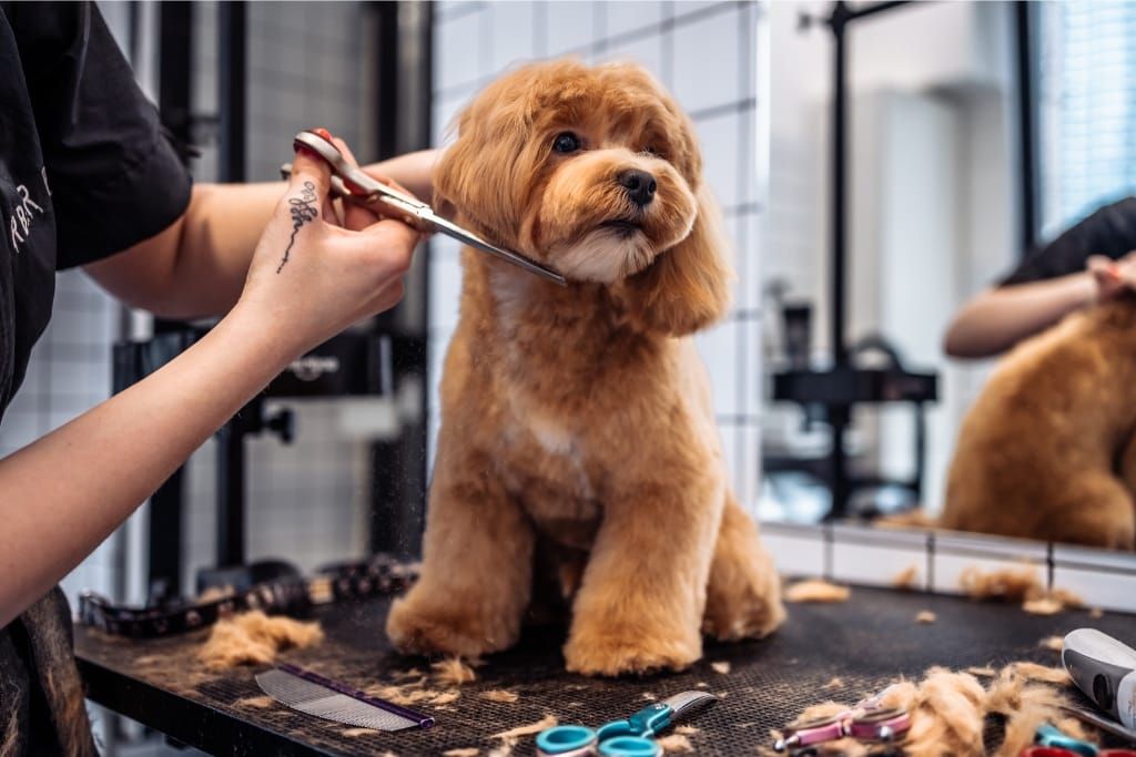 10 Dog Grooming Tips For Beginners For Effective Maintenance