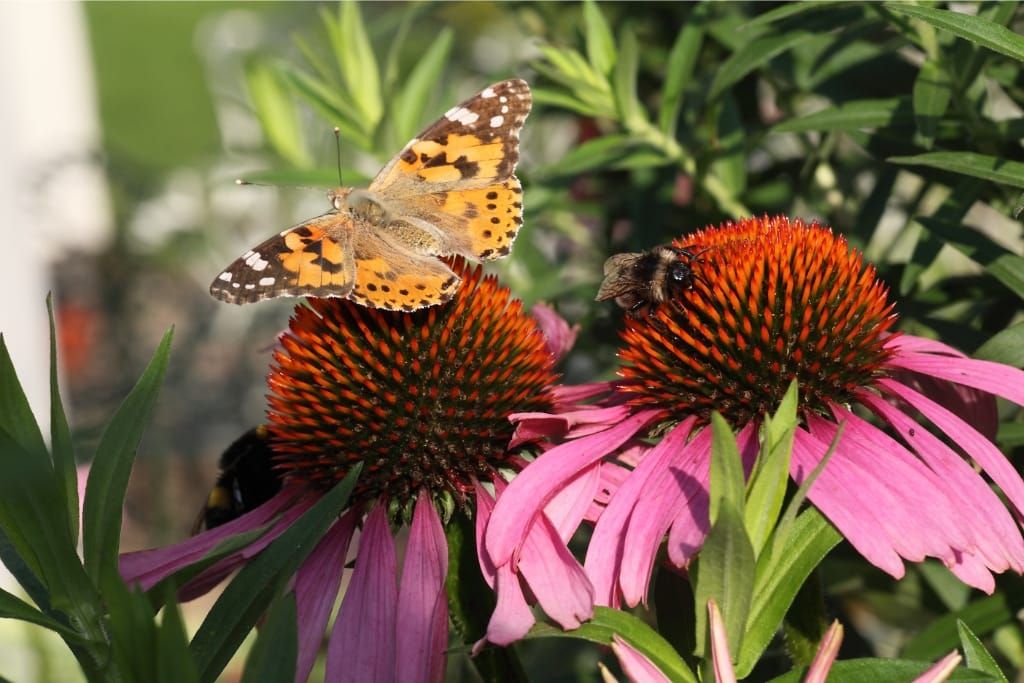 10 Tips For Growing A Pollinator Garden To Attract Bees And Butterflies