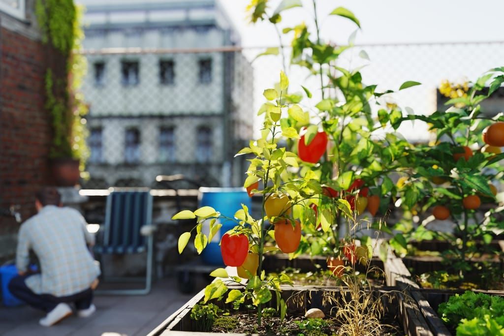 15 Easy Crops Perfect For Your Urban Garden