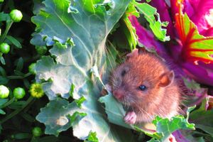 How To Keep Rats Out Of Your Garden And Protect Your Harvest