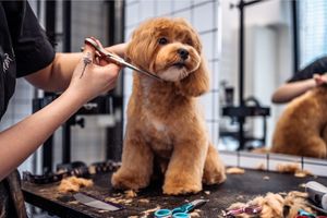 10 Dog Grooming Tips For Beginners For Effective Maintenance
