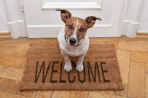 10 Tips For Bringing A New Dog Home Effortlessly