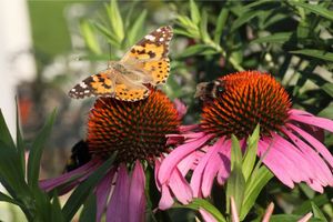 10 Tips For Growing A Pollinator Garden To Attract Bees And Butterflies