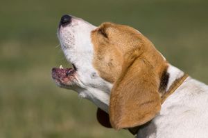 10 Tips For Stopping Dogs From Barking Effectively