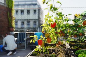 15 Easy Crops Perfect For Your Urban Garden