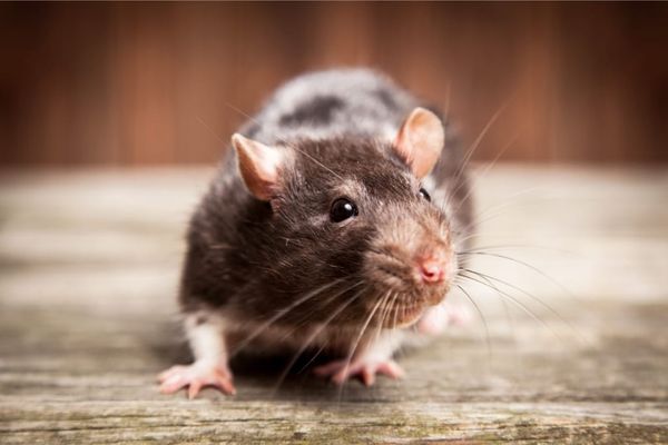 How To Get Rid Of Rats In The Garage