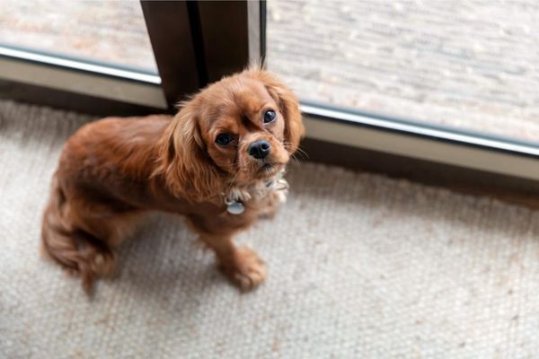 10 Tips On Housebreaking Your Dog Without Frustration