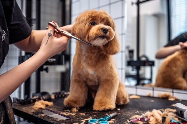 10 Dog Grooming Tips For Beginners For Effective Maintenance