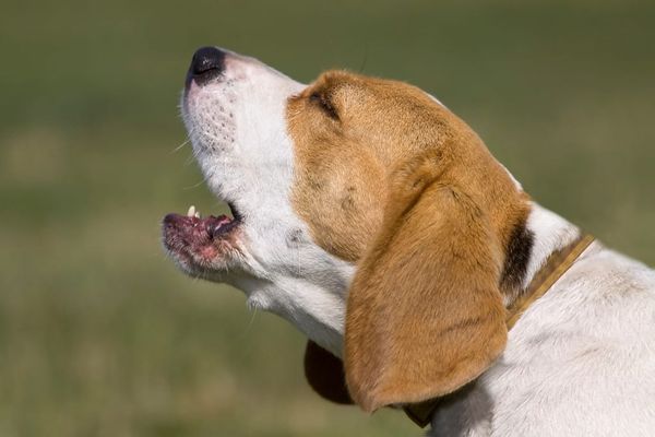 10 Tips For Stopping Dogs From Barking Effectively