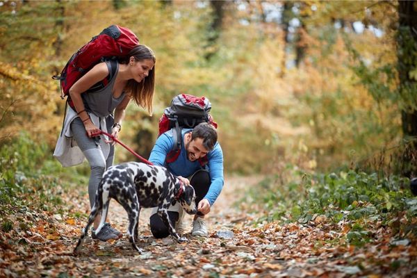 10 Tips For Hiking With Your Dog Safely And Enjoyably