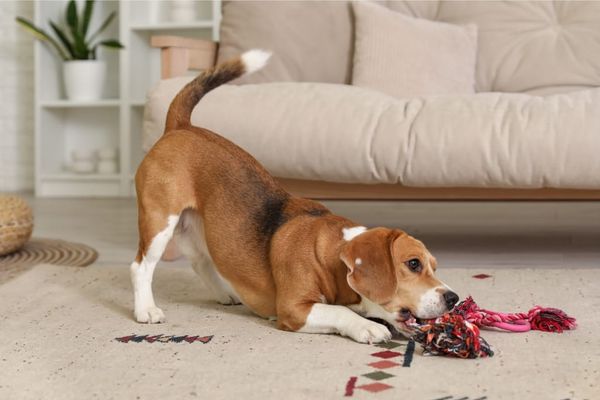 8 Space-Saving Ways For Organizing Pet Toys In The Living Room