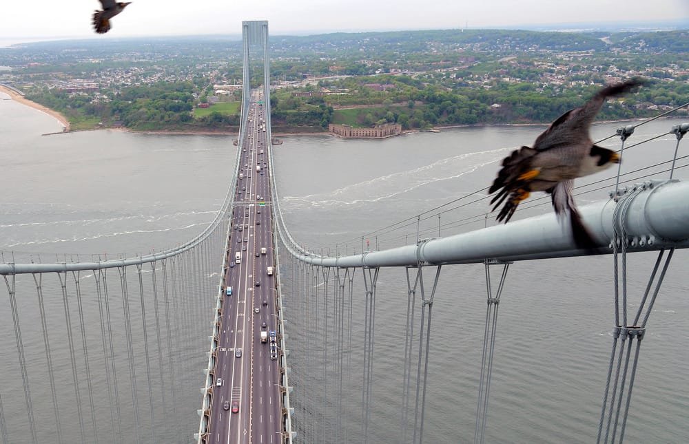 Two peregrine falcons fly over the Verrazzano-Narros Bridge