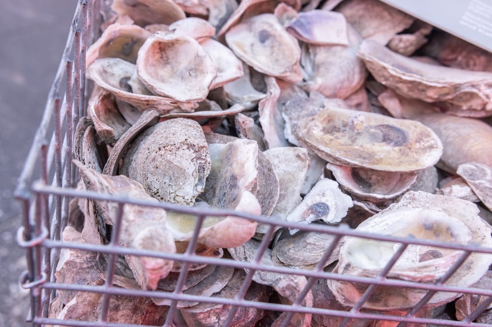Many oyster shells in a metal cage