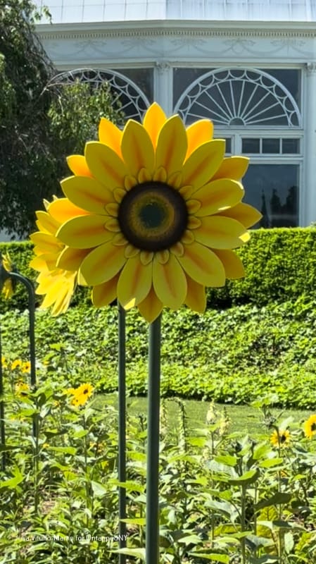 New York Botanical Garden Joyfully Celebrates Van Gogh's Sunflowers