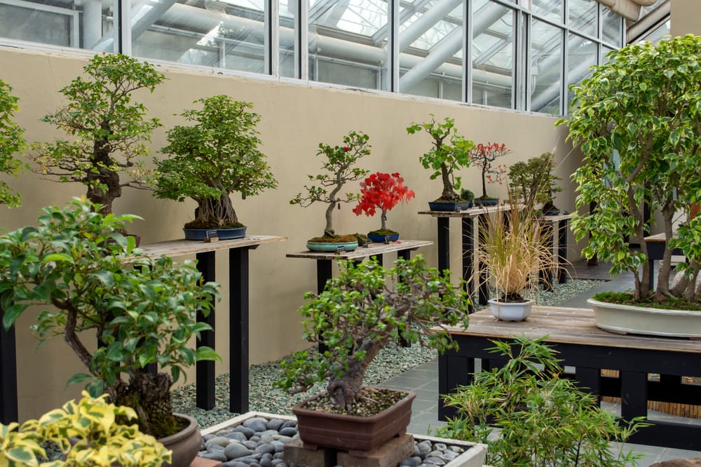 Bonsai Room at the Brooklyn Botanic Garden