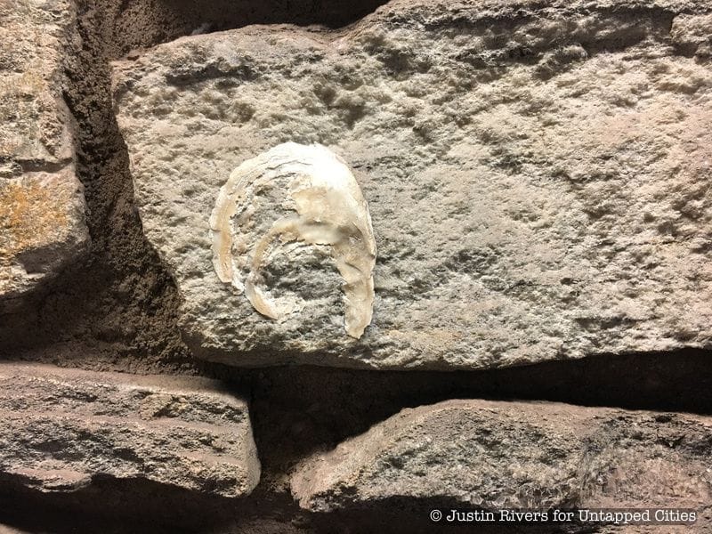 A fossilized oyster shell in the stone