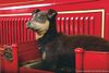 The Heroic Canine "Chief" of NYC's Engine 203 Firehouse