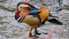 The mandarin duck of Central Park wading in water