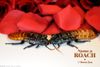 Two roaches on a white background with a pile of roses petals behind them. Text in the right corner say "Name a Roach Bronx 