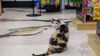 A cat sits on the floor of an NYC bodega