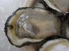 Nola Oyster Season at Casameto’s