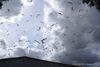 San Francisco’s Utopic Dump: Harnessing Natural Fears to Control Scavenger Birds