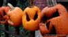 2013 Pumpkin Impalement Featuring One Cobble Hill Fence and a Few Hundred Pumpkins