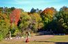 Daily What?! A Playground for Children Made of Sandy Damaged Trees in Prospect Park