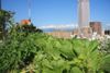 Urban Farms in Taipei and Tokyo Improve Office Life