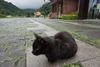 Meet 100+ Cats in the “Cat Village” of Houtong, Taiwan, near Taipei