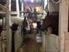 Behind The Scenes inside The Chateau Stables, The Smallest and Oldest Horse Stable in NYC