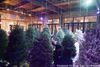 Suspended Forest of Discarded NYC Christmas Trees Will Be On Display in Queens