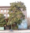 Magnolia Grandiflora in Bedford-Stuyvesant is One of Two City Trees Designated a NYC Landmark