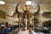 Mastodon fossils at the American Museum of Natural History