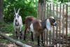 Up Close with the Prospect Park Goats, Working to Restore Storm Damage Woodlands