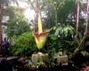 Corpse Flower at New York Botanical Garden Has Bloomed (And Stinks)