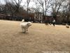 The Top 10 Off-Leash Dog Parks in NYC